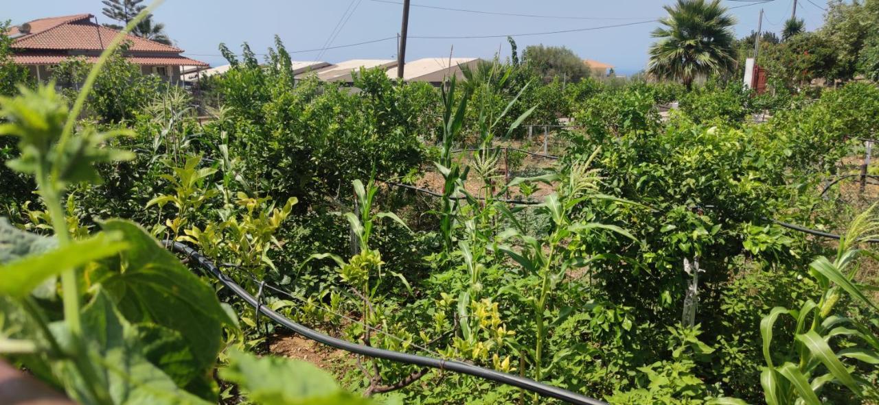 Rontaki Farm Apartamento Kyparissia Exterior foto